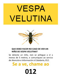 Gallery velutina 2019