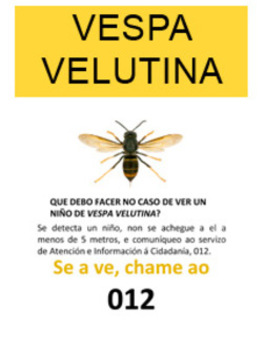 Thumb velutina 2019